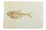Detailed Fossil Fish (Diplomystus) - Wyoming #369483-1